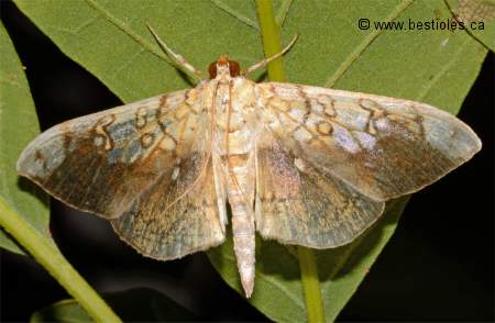 Photo de Pantographa limata
