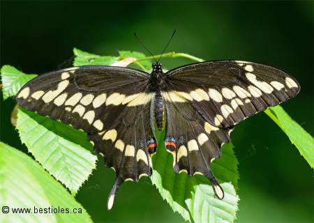 Photo de Grand porte-queue - Papilio cresphontes
