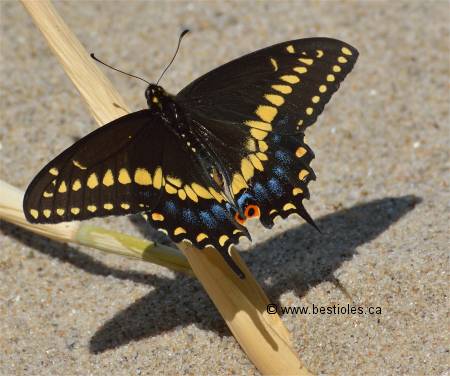 Photographie d'un papillon du c�leri - Papilio polyxenes