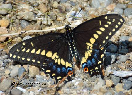 Photo d'un papillon du c�leri - Papilio polyxenes