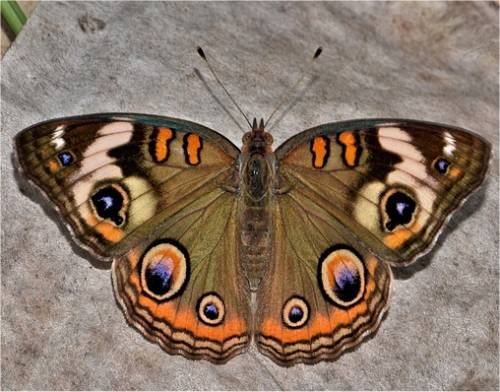 Photo d'un papillon ocellé - Junonia coenia