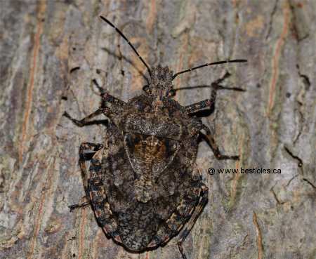 Photo de punaise arboricole (Parabrochymena arborea)