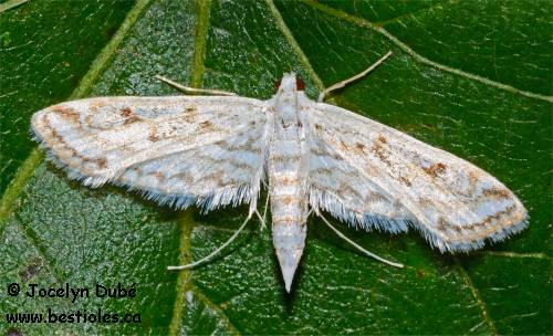 Parapoynx allionealis