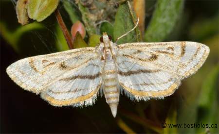 Photographie de Parapoynx curviferalis