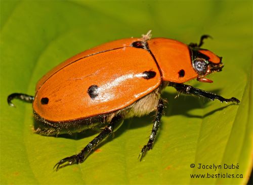 Photo de scarab�e de la vigne