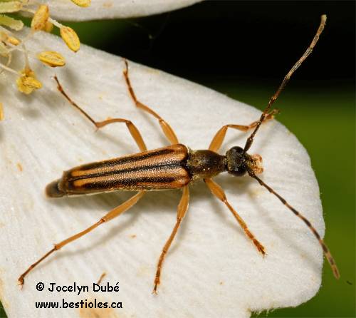Photographie d'un petit lepture lign� (Analeptura lineola)