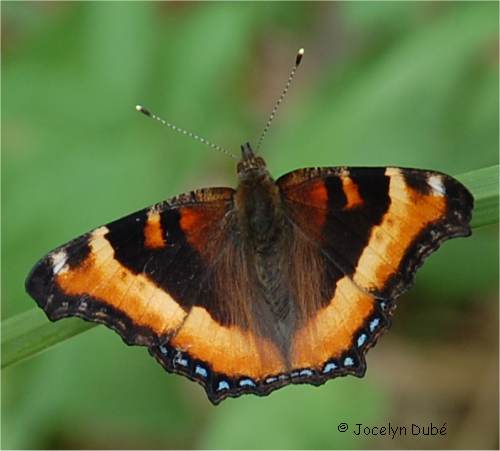 Photo de petite vanesse (aglais milberti)