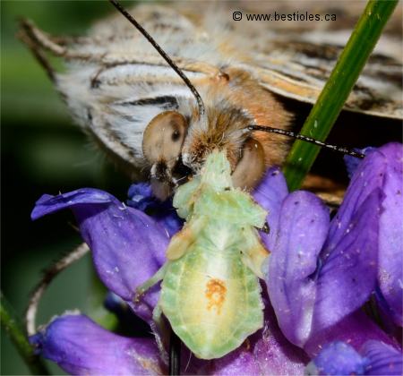 Photo d'une punaise ambusquée (Phymata pennsylvanica) qui a capturé un gros papillon