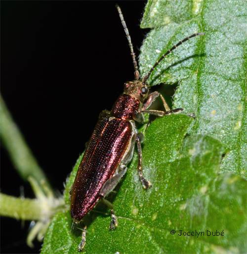 Plateumare (Tribu des Plateumarini)