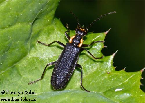 Cantharide �margin� (Podabrus diadema)