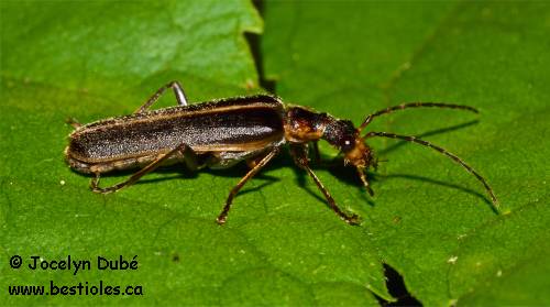 Cantharide pubescent (Podabrus modestus)