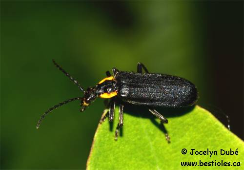Podabrus rugosulus