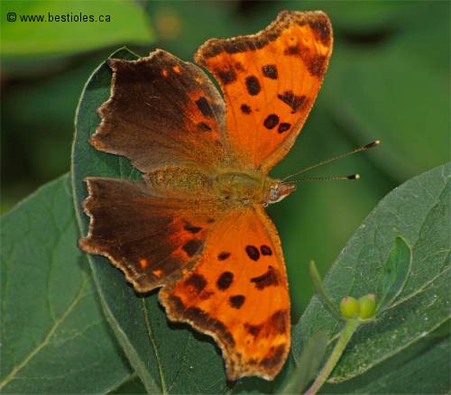 Photo de polygone virgule (Polygonia comma)