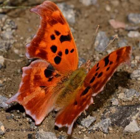 Photo d'un polygone � queue violac�e (Polygonia interrogationis)
