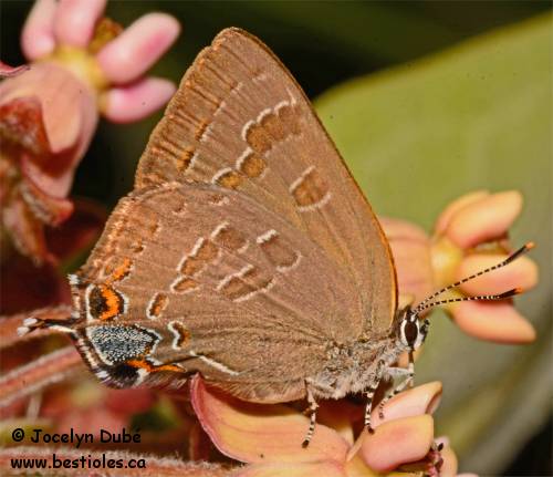 Photo de porte-queue du caryer (Satyrium caryaevorus)