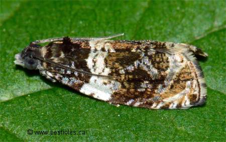 Photo d'une enrouleuse du peuplier (Pseudosciaphila duplex)