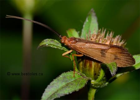 Photo de trichopt�re de la famille Pycnopsyche