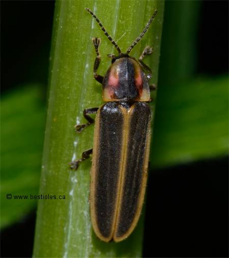 Photographie de Pyractomena borealis