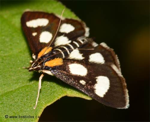 Photo de pyrale à huit points (Anania funebris glomeralis)