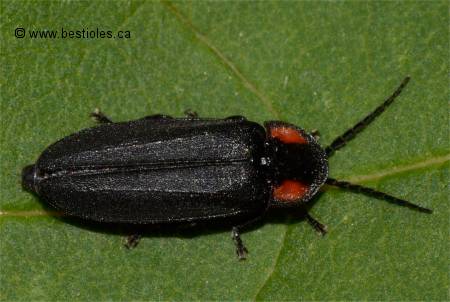 Photo de Pyropyga nigricans