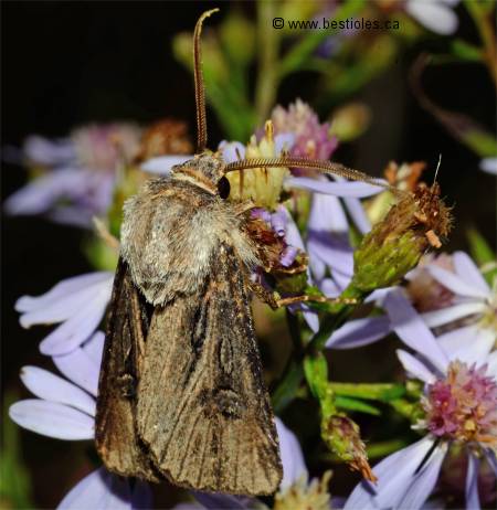 Photo de Resapamea passer