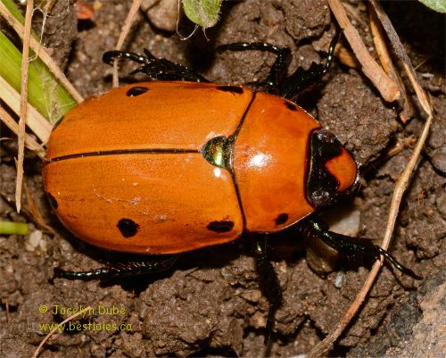 Photo de scarab�e de la vigne (Pelidnota punctata)