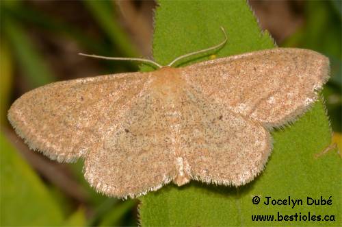 Scopula quinquelinearia