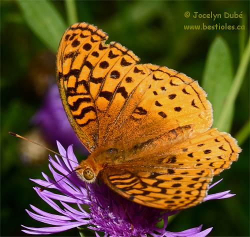 Photo d'argynne aphrodite (Speyeria aphrodite)