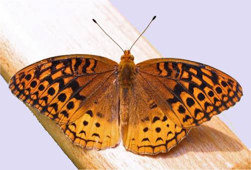 Argynne cyb�le (Apeyeria cybele)