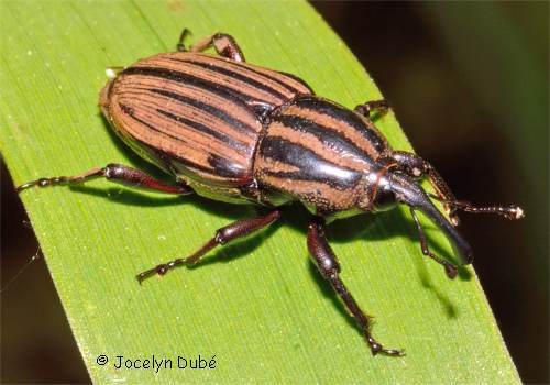 Sphenophorus costipennis (Dryophthorinae)