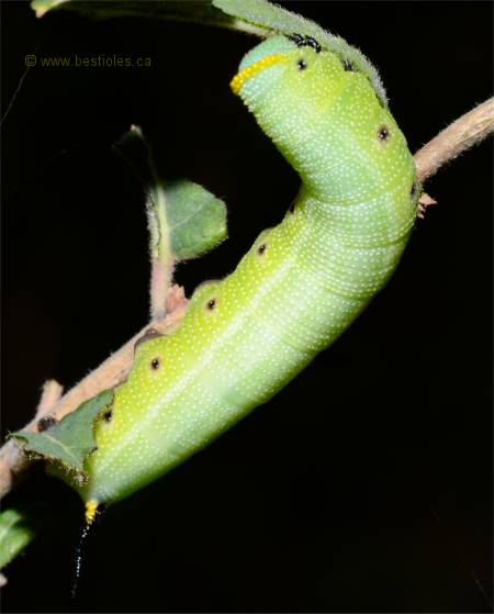 Photo de chenille de sphinx du chèvrefeuille - Hemaris diffinis