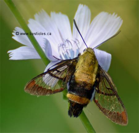 Sphinx du chèvrefeuille - Hemaris diffinis