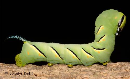 Chenille de Sphinx kalmiae