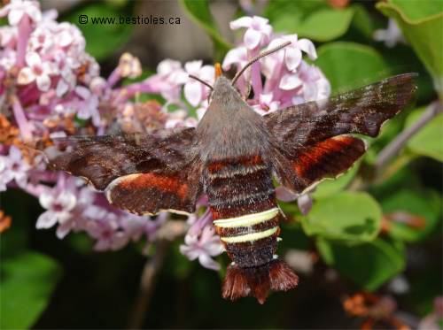 Photo de sphinx nessus (Amphion floridensis)