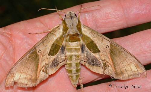 Eumorpha pandorus