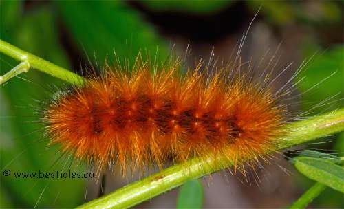 Chenille de diacrisie de virginie - Spilosoma virginica