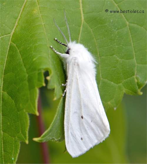 Photographie de diacrisie de virginie - Spilosoma virginica