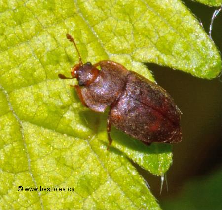 Photo de Stelidota geminata