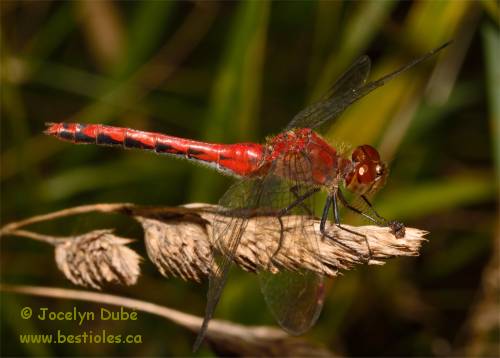 Symp�trum intime (Sympetrum internum)