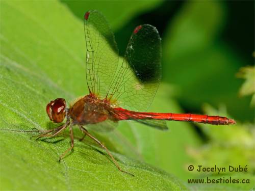 Symp�trum tardif (Sympetrum vicinum)