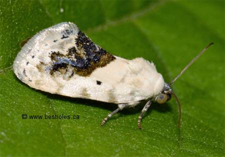 Photo de Tarachidia erastrioides
