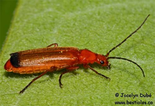 T�l�phore fauve (Rhagonycha fulva)