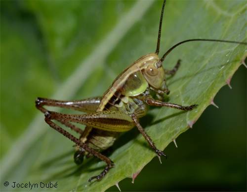 Tettigoniin�s (Tettigoniinae)