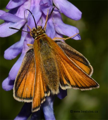 Photo d'hesp�rie des gramin�es - Thymelicus lineola