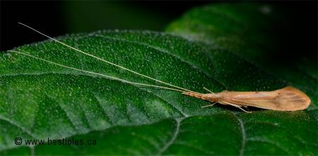 Photo de Triaenodes marginatus