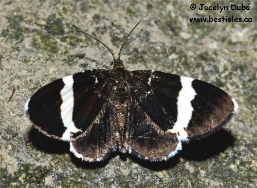 Photo de Trichodezia albovittata