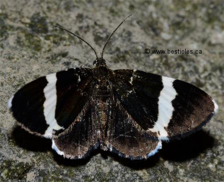 Photo d'arpenteuse Trichodezia albovittata