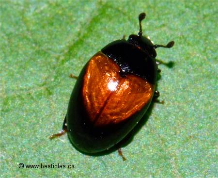 Photo d'�rotyle � bande rouge (Tritoma pulchra)