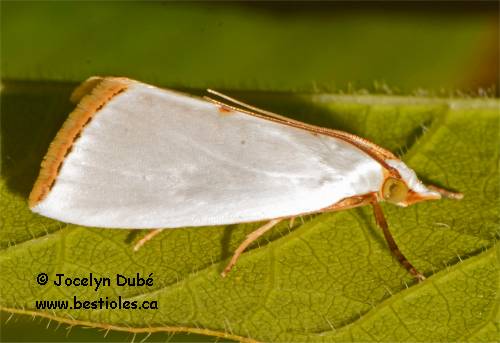 Photo d'Urola nivalis