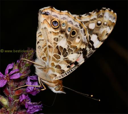Photographie d'une vanesse qui butine une fleur